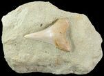 Mako Shark Tooth Fossil On Sandstone - Bakersfield, CA #69002-1